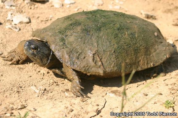 Red-eared Slider (Trachemys scripta elegans)