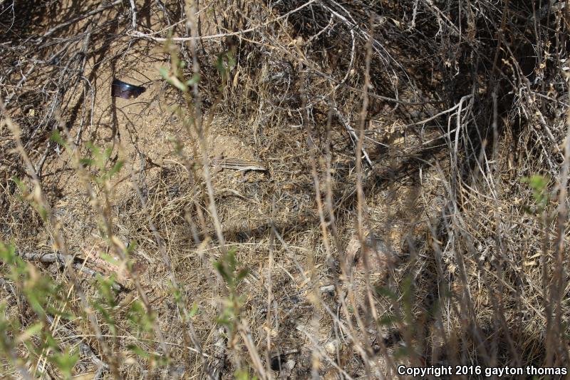 Gila Spotted Whiptail (Aspidoscelis flagellicauda)