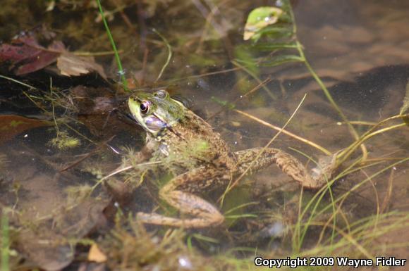 Northern Green Frog (Lithobates clamitans melanota)