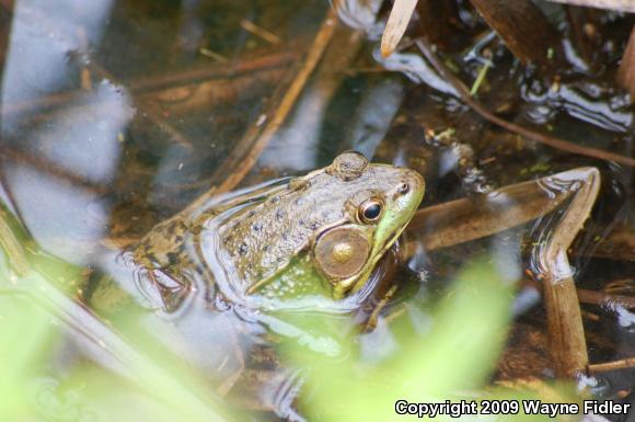 Northern Green Frog (Lithobates clamitans melanota)