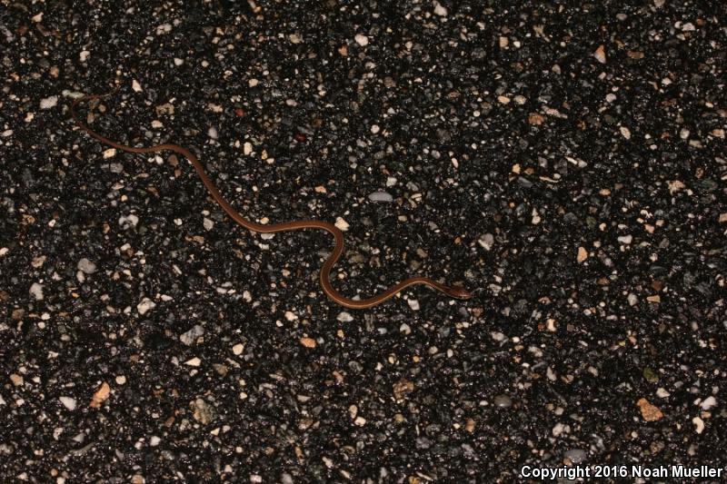 Blue-striped Ribbonsnake (Thamnophis sauritus nitae)