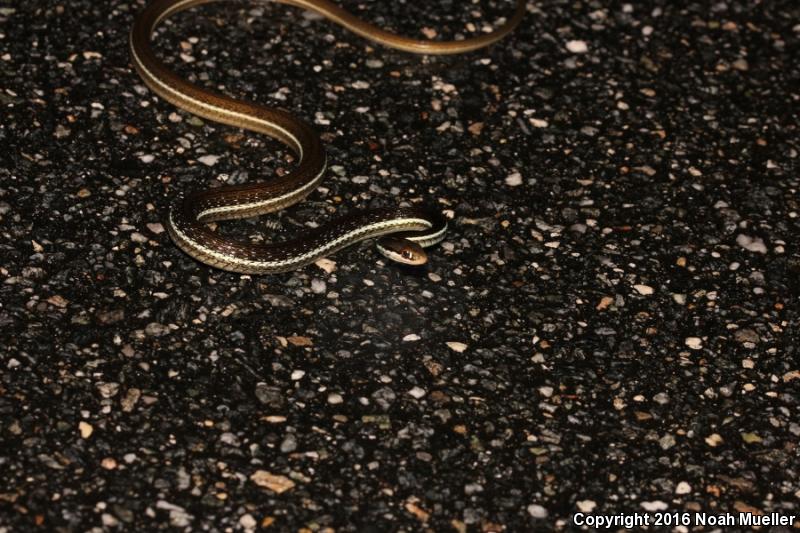 Blue-striped Ribbonsnake (Thamnophis sauritus nitae)