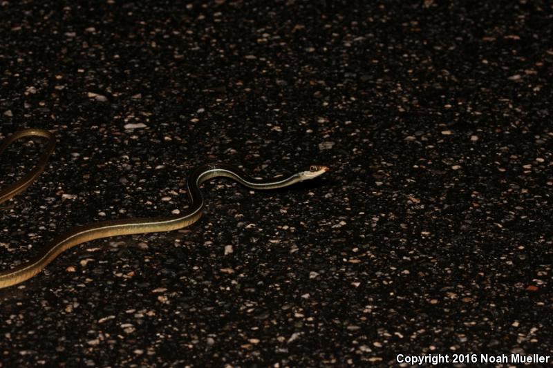 Blue-striped Ribbonsnake (Thamnophis sauritus nitae)