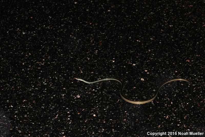 Blue-striped Ribbonsnake (Thamnophis sauritus nitae)