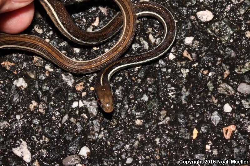 Blue-striped Ribbonsnake (Thamnophis sauritus nitae)