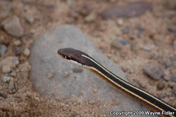 Northern Ribbonsnake (Thamnophis sauritus septentrionalis)