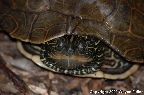 Northern Map Turtle (Graptemys geographica)