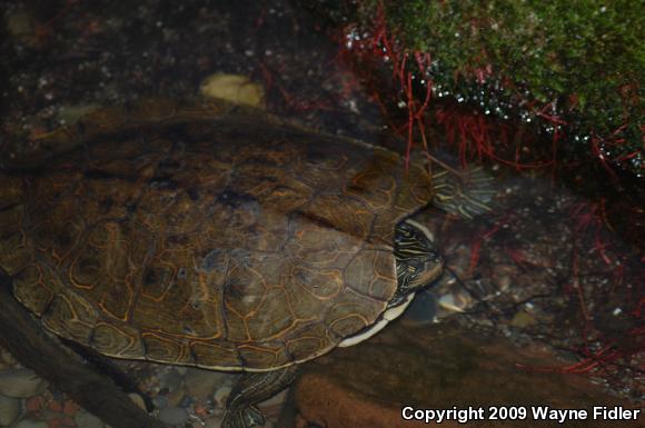 Northern Map Turtle (Graptemys geographica)