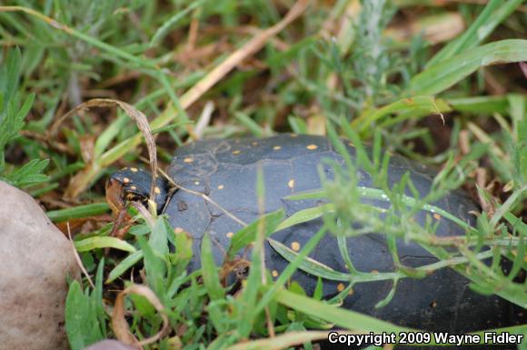 Spotted Turtle (Clemmys guttata)