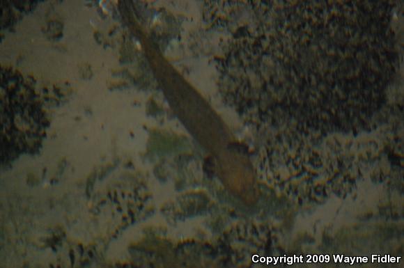 Common Mudpuppy (Necturus maculosus maculosus)