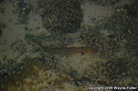 Common Mudpuppy (Necturus maculosus maculosus)