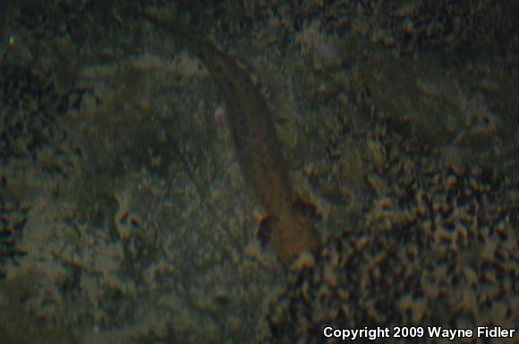 Common Mudpuppy (Necturus maculosus maculosus)