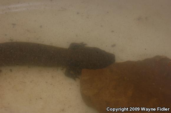 Common Mudpuppy (Necturus maculosus maculosus)