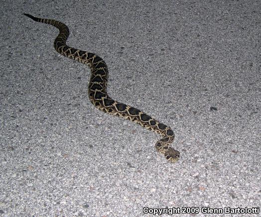 Eastern Diamond-backed Rattlesnake (Crotalus adamanteus)