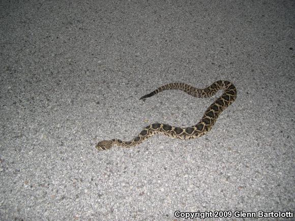 Eastern Diamond-backed Rattlesnake (Crotalus adamanteus)