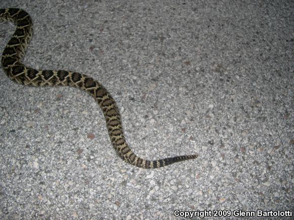 Eastern Diamond-backed Rattlesnake (Crotalus adamanteus)