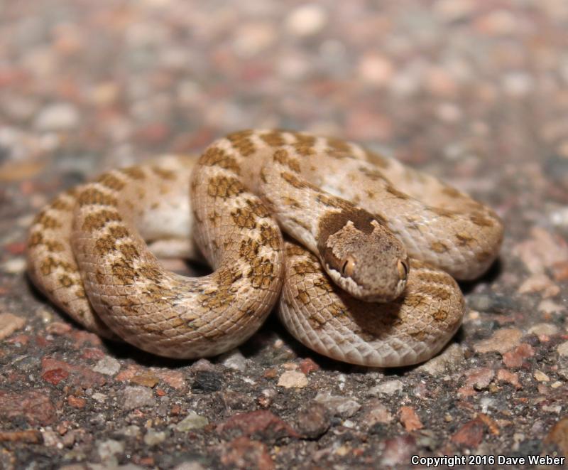 Collar Nightsnake (Hypsiglena torquata)