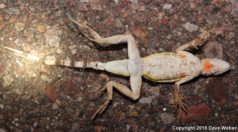 Sonoran Zebra-tailed Lizard (Callisaurus draconoides inusitatus)