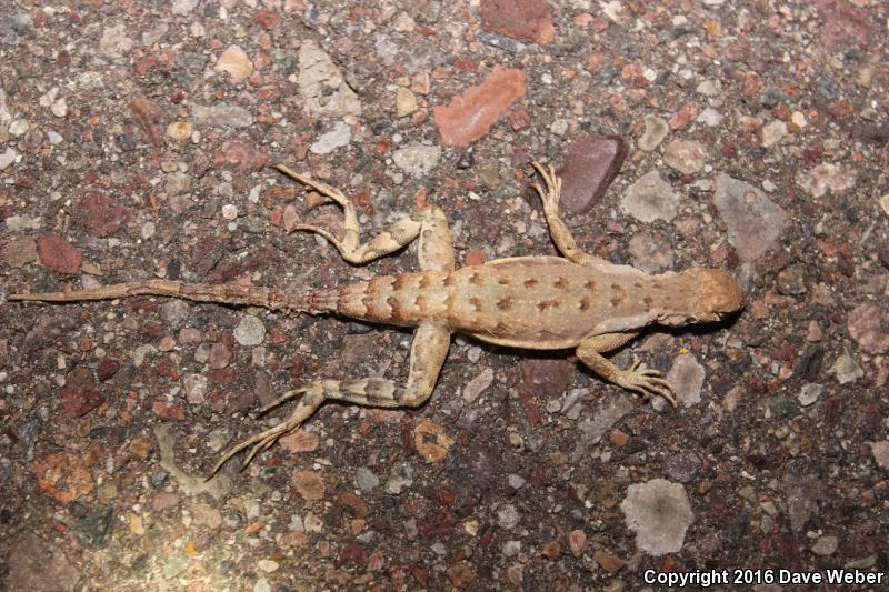 Sonoran Zebra-tailed Lizard (Callisaurus draconoides inusitatus)