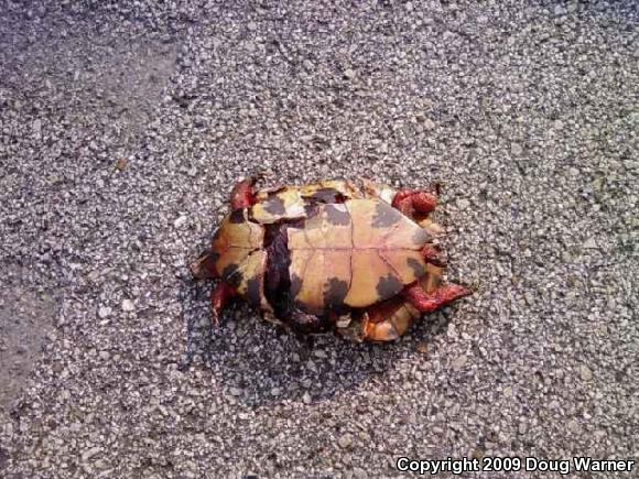 Wood Turtle (Glyptemys insculpta)