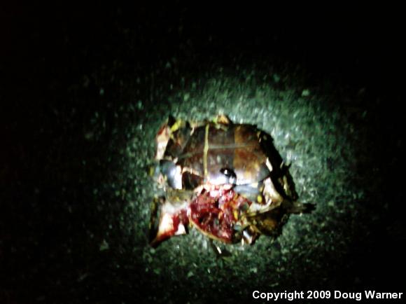 Eastern Box Turtle (Terrapene carolina carolina)