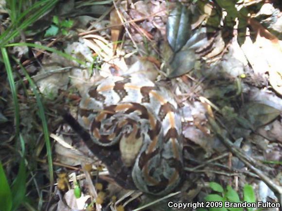 Timber Rattlesnake (Crotalus horridus)