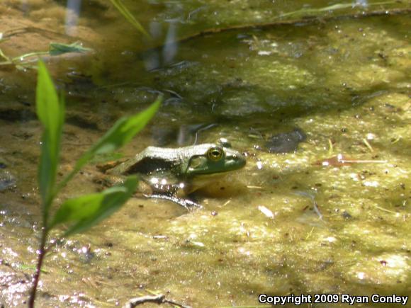 American Bullfrog (Lithobates catesbeianus)