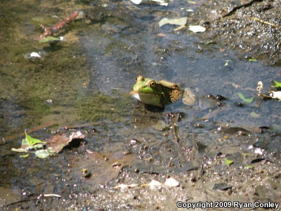 Northern Green Frog (Lithobates clamitans melanota)