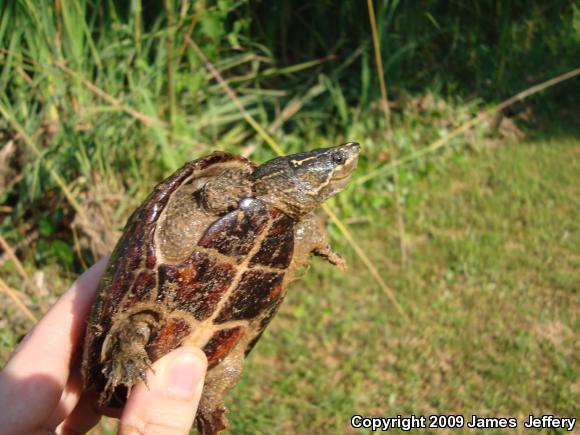 Eastern Musk Turtle (Sternotherus odoratus)