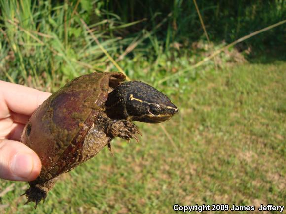 Eastern Musk Turtle (Sternotherus odoratus)