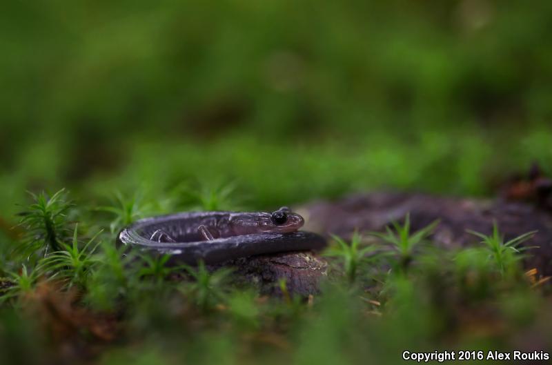 Northern Gray-cheeked Salamander (Plethodon montanus)