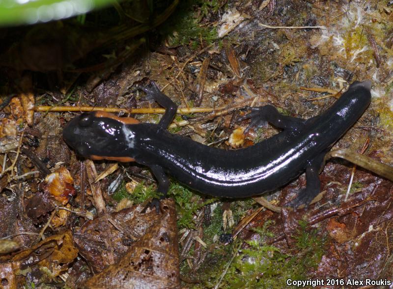 Red-cheeked Salamander (Plethodon jordani)