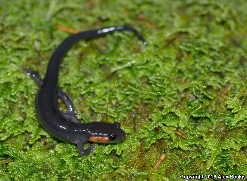 Red-cheeked Salamander (Plethodon jordani)