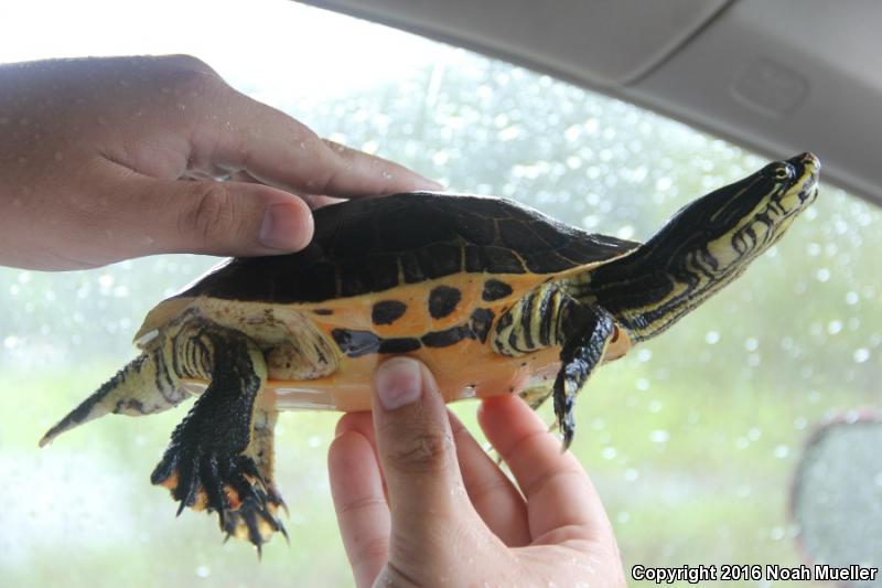 Florida Chicken Turtle (Deirochelys reticularia chrysea)