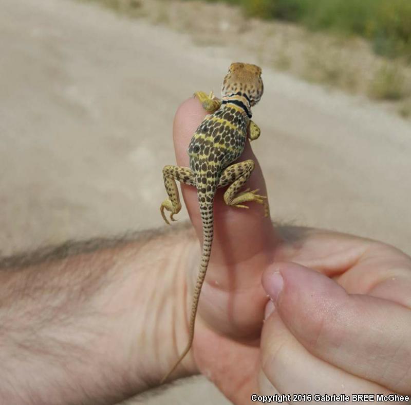 Sonoran Collared Lizard (Crotaphytus nebrius)