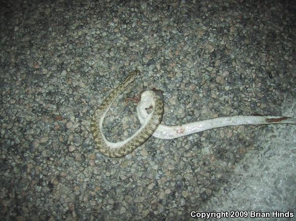 Desert Glossy Snake (Arizona elegans eburnata)