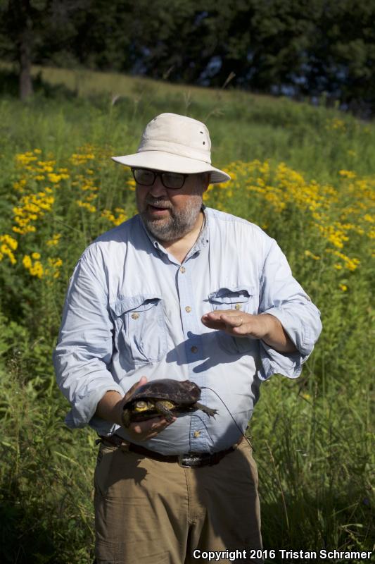 Blanding's Turtle (Emydoidea blandingii)