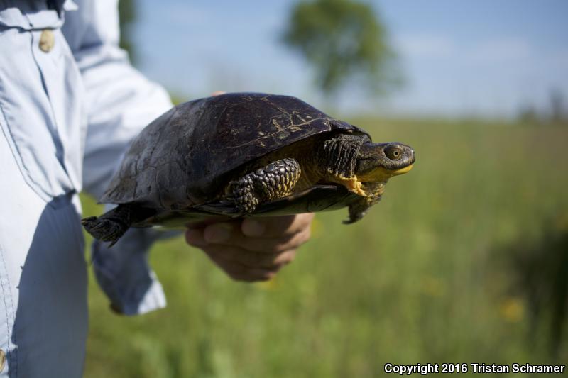 Blanding's Turtle (Emydoidea blandingii)