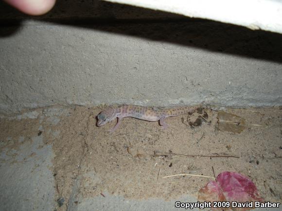 Desert Banded Gecko (Coleonyx variegatus variegatus)