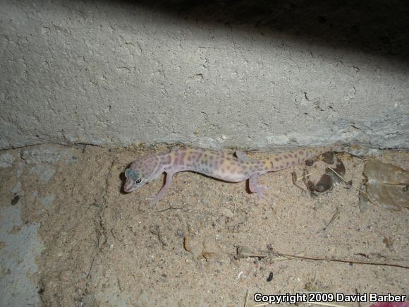 Desert Banded Gecko (Coleonyx variegatus variegatus)