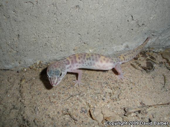 Desert Banded Gecko (Coleonyx variegatus variegatus)