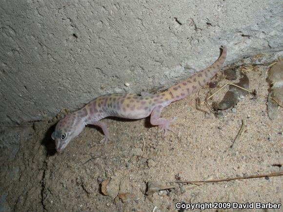 Desert Banded Gecko (Coleonyx variegatus variegatus)