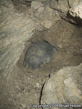 Desert Tortoise (Gopherus agassizii)