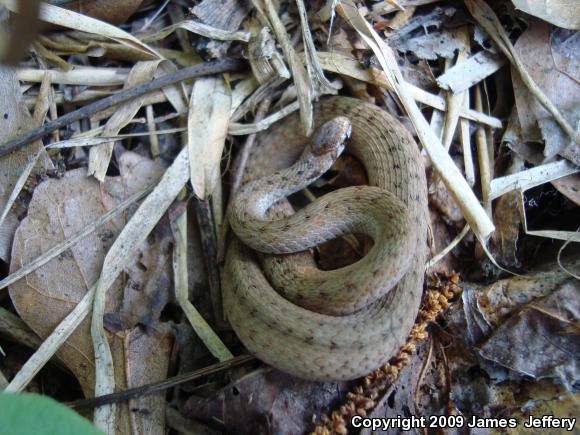 Dekay's Brownsnake (Storeria dekayi)