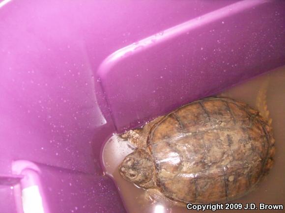 Eastern Snapping Turtle (Chelydra serpentina serpentina)