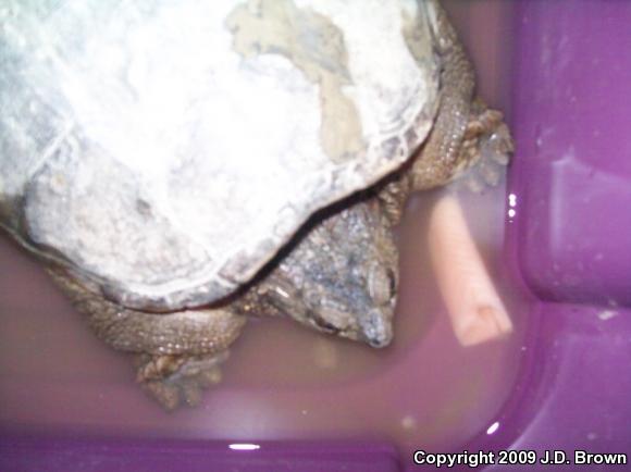 Eastern Snapping Turtle (Chelydra serpentina serpentina)