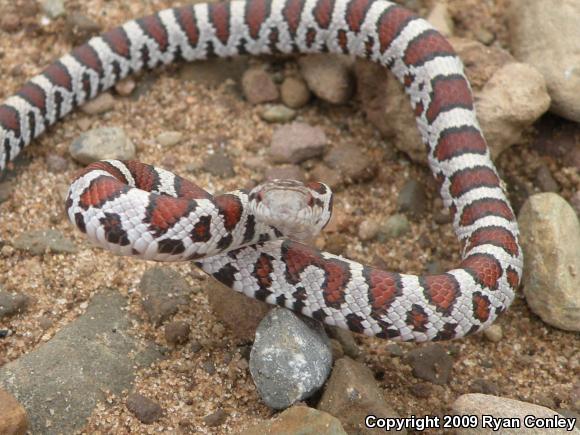 Eastern Milksnake (Lampropeltis triangulum triangulum)