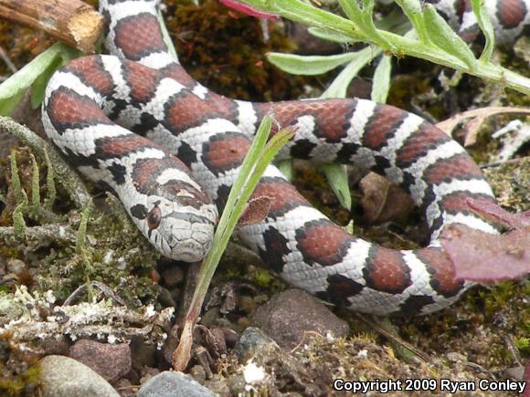 Eastern Milksnake (Lampropeltis triangulum triangulum)