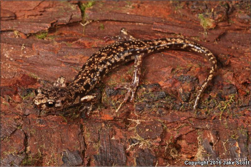 Wandering Salamander (Aneides vagrans)