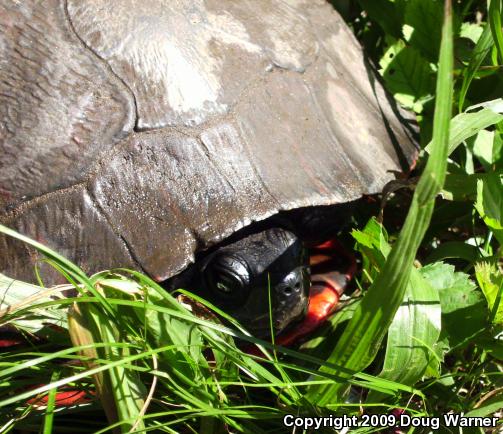 Northern Red-bellied Cooter (Pseudemys rubriventris)